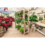 thumbnail of HORTALIA Expositor de madeira para plantas suspensas POTHUS