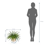 thumbnail of Planta artificial / Planta en maceta PROLIFERUM Helecho 35 cm Plástico verde hjh OFFICE
