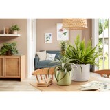 thumbnail of Scheurich Cottage, Blumentopf aus Keramik,  Farbe: Silent Green, 14,2 cm Durchmesser, 12,8 cm hoch, 1,5 l Vol.