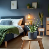 thumbnail of Aloès - Aloe barbadensis Set de 2 Hauteur 25-40cm