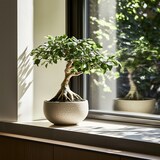thumbnail of Bonsai - Ficus Ginseng Topf Höhe 30-40cm
