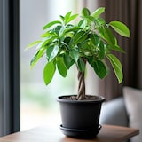 thumbnail of Geldboom - Pachira Aquatica Hoogte 60-70cm