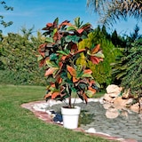thumbnail of Croton 140 Cm