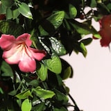 thumbnail of Jardinera artificial Lirio Rosado| Naturing Monde - Diametro 30cm -Para interior y exterior - Material 100% HDPE alta calidad