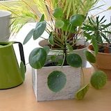 thumbnail of VOSTEEN 6 Stück Pflanzenkübel - Blumenkasten, Pflanzgefäß, Holztrog, Pflanzkasten - wetterfest, robust, dekorativ für Außenbereiche