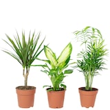 thumbnail of 3er-Set Zimmerpflanzen Chamaedorea, Dieffenbachie, Dracaena - Topf-Ø 12 cm
