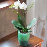 thumbnail of Prosperplast - Coubi Orchid Bloempot 2,4l - 16x16x18,3cm in matte transparante kleur