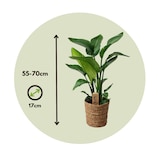 thumbnail of Oiseau de paradis - Strelitzia Nicolai Hauteur 55-70cm