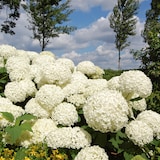 thumbnail of Hortensia - Hydrangea Strong Annabelle Set de 2 Hauteur 30-40cm