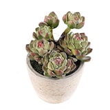 thumbnail of VERT ESPACE plante artificielle succulente en pot 18 cm