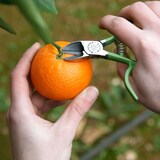 thumbnail of Tijeras para Recolección de Cítricos – Modelo M87 Diestros