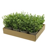 thumbnail of 1 Kunstpflanze 25cm im Topf künstliche Grünpflanzen Dekopflanzen Plastikpflanzen