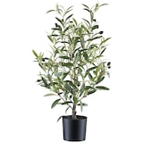 thumbnail of CREATIV green künstliche Pflanze Olivenstrauch, 70cm
