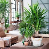 thumbnail of Palmier Yucca - Yucca Elephantipes Set de 3 Hauteur 50-60cm