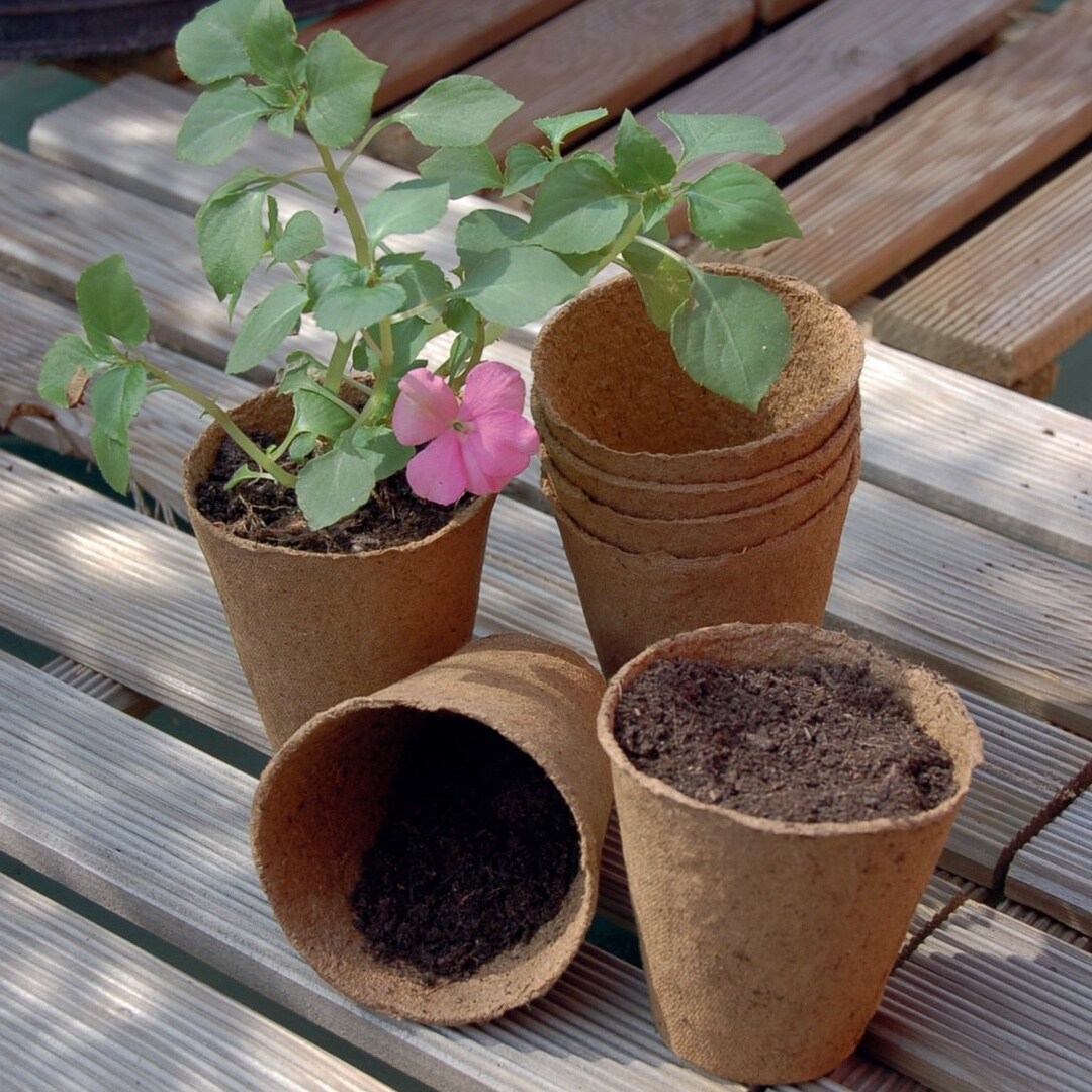 Cultivo maceta compostável Panela em crescimento (24) Ø 6cm Natural