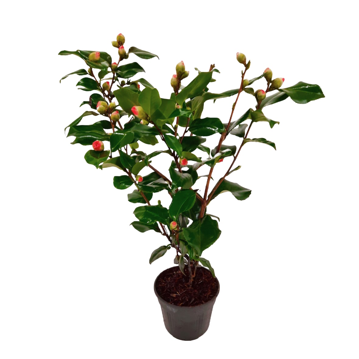 Japanische Kamelie - Camellia Japonica Dr. King Höhe 50-60cm