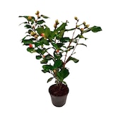 thumbnail of Japanische Kamelie - Camellia Japonica Dr. King Höhe 50-60cm