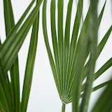 thumbnail of Dwergpalm - Chamaerops Humilis Hoogte 50-60cm