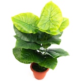 thumbnail of Planta de interior-exterior de imitación Philodendron