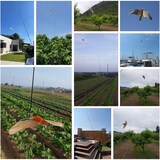 thumbnail of Remi Hogar Espantapájaros Halcón Profesional Mástil 7 Metros con protección UV | Ahuyenta Palomas, tórtolas, estorninos, pardillos, garzas, gaviotas