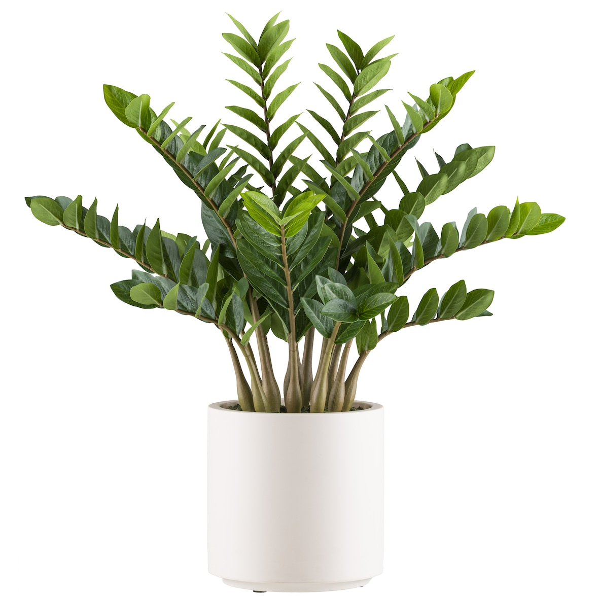 CREATIV green künstliche Pflanze Zamioculcas zamiifolia, 85cm