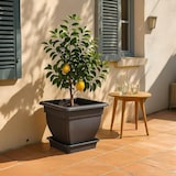 thumbnail of XXL Pflanzkübel Blumentopf 60x60 Wasserspeicher Pflanztopf Blumenkübel grau 70 L