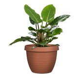 thumbnail of Scheurich Country Star 48, Pflanzgefäß / Blumentopf / Pflanzkübel,  hergestellt aus 100 % recyceltem Kunststoff, 3 Jahre Garantie