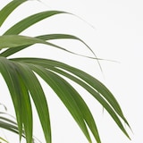thumbnail of Kentia Palme - Howea forsteriana Höhe 150-170cm