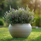 thumbnail of Hebe pinguifolia - Mix van 6 Hoogte 15-20cm