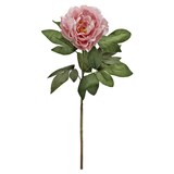 thumbnail of vara peonia grande vino 100cm 12UND