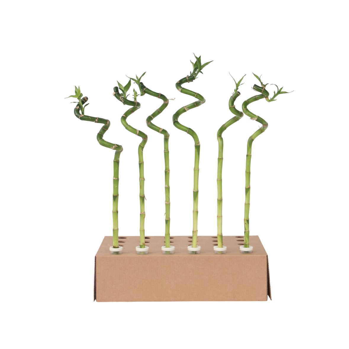 Bambou de la Chance - Dracaena sanderiana Set de 6 Hauteur 40-50cm