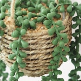 thumbnail of LIGNE DÉCO Succulente artificielle suspension 60cm