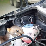 thumbnail of GARDIGO Marder frei mobil  Marder Frei Mobil, batteriebetrieben