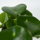 thumbnail of Peperomia Raindrop - Polybotrya Set de 2 Hauteur 20-30cm
