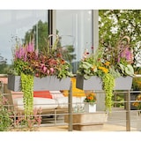 thumbnail of LECHUZA BALCONERA Indoor/Outdoor Topfpflanzer Freistehend Polypropylen (PP) Grau