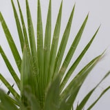 thumbnail of Outdoor Palmbomen - Mix van 3 Palmen Hoogte 50-70cm