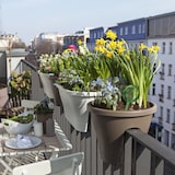 thumbnail of Relaxdays Bewässerungskugel 2er Set, dosierte Pflanzen Bewässerung, Blumentopf, Gießhilfe Büro, Urlaub, Glas Ø 9 cm, rot