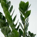 thumbnail of Glücksfeder - Zamioculcas Zamiifolia Höhe 55-65cm