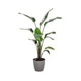 thumbnail of 8x Übertopf Ella Rollen Blumenkübel Pflanzenbox Kräutergefäß Garten Dekoration