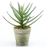 thumbnail of Cactus PLANO en maceta de cemento de 20 cm de altura.(Caja de 6 Unidades)