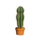 thumbnail of Cactus Stetsonia Coryne 64 Cm