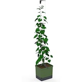 thumbnail of CURT CUCUMBER dunkelgrün