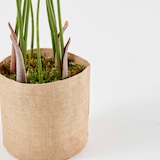 thumbnail of Planta artificial en maceta Strelitzia 90 cm - Oviala