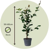 thumbnail of Japanische Kamelie - Camellia Japonica Dr. King Höhe 50-60cm