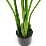 thumbnail of Pianta Strelizia 120 Cm