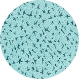 thumbnail of Putztuchrolle Brod Polypropylen, blau, 32x35 cm, 500 Blatt