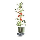 thumbnail of Gusta Garden TOM TOMATO set van 3 donkergroen