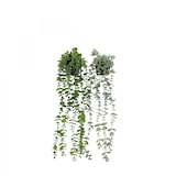 thumbnail of LIGNE DÉCO Plante succulente retombante artificielle 60cm lot de 2