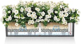 thumbnail of LECHUZA BALCONERA Cottage 80 Outdoor Pflanzgefäß Wand-montiert Polypropylen (PP) Grau