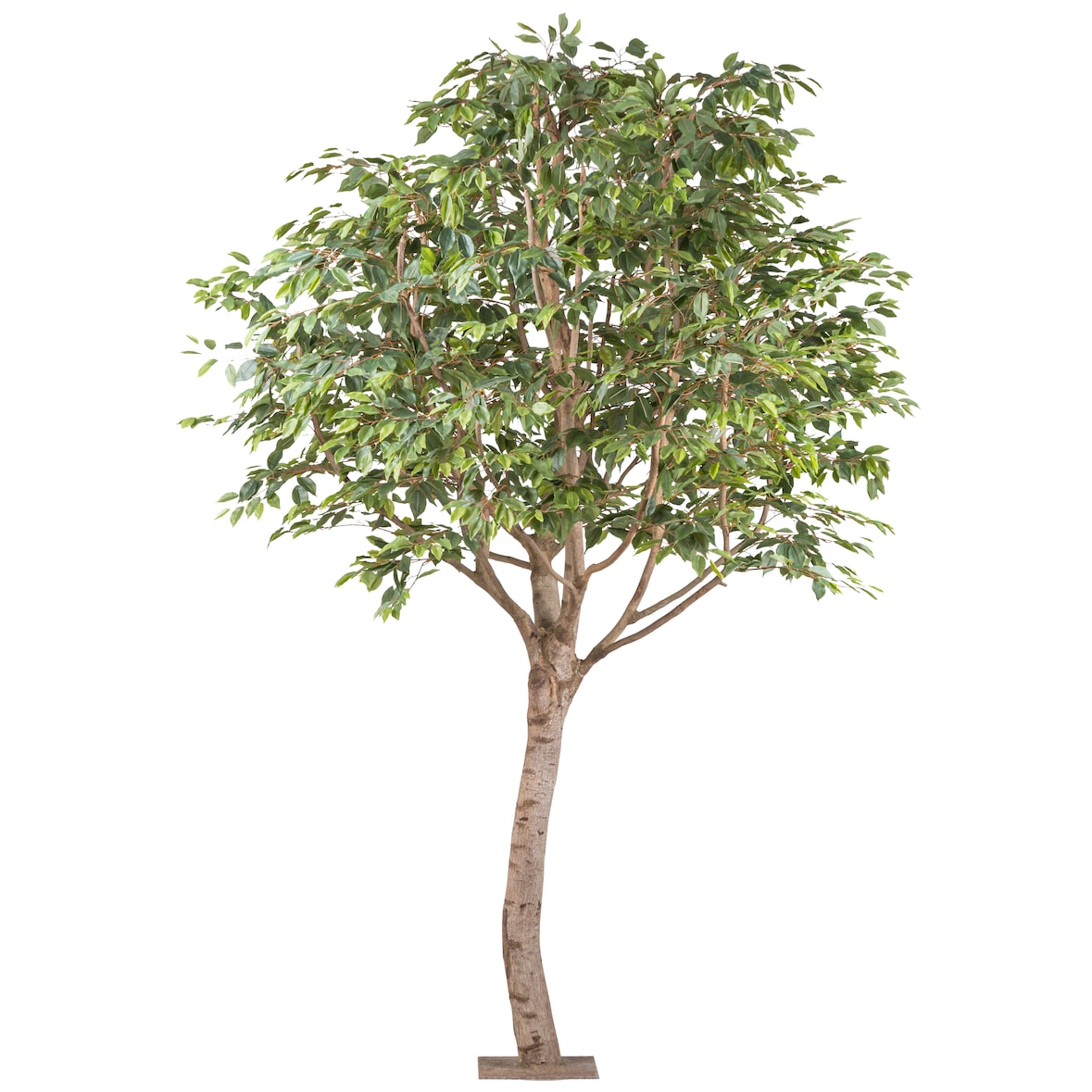 CREATIV green künstliche Pflanze Ficus Benjamina 260x200cm